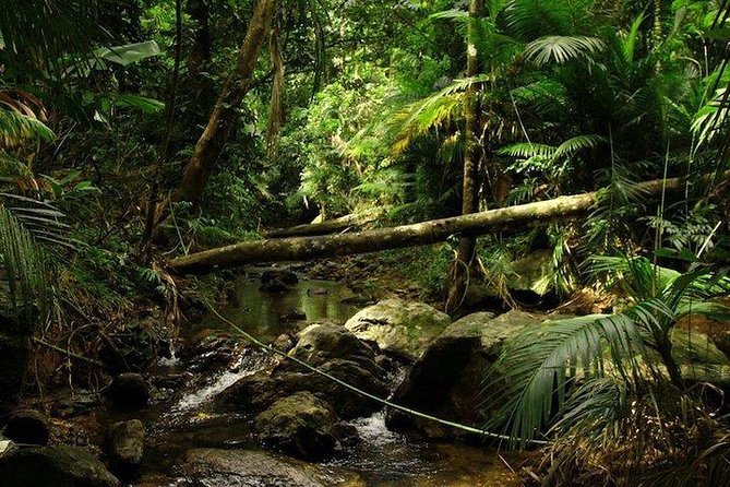 Daintree Discovery Centre Family Pass Ticket - Pricing Options and Details