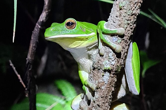 Daintree Rainforest Night Walk in Cape Tribulation - Discovering Nocturnal Wildlife in Cape Tribulation