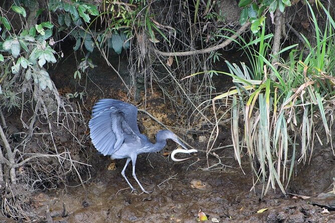 Daintree River Cruise - Additional Information