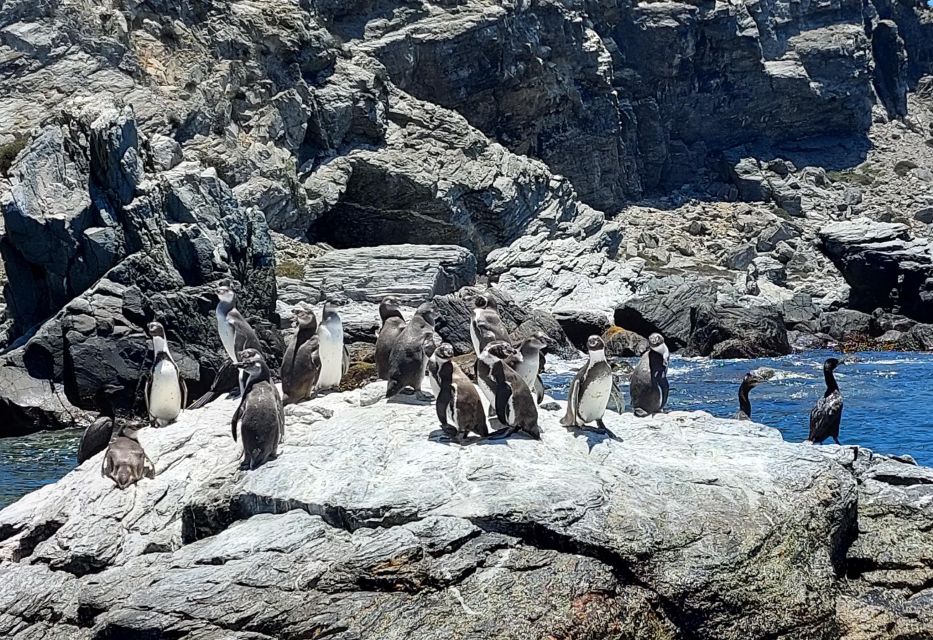 Damas or Chañaral Island: Whales & Humboldt Penguin Reserve - Customer Testimonial