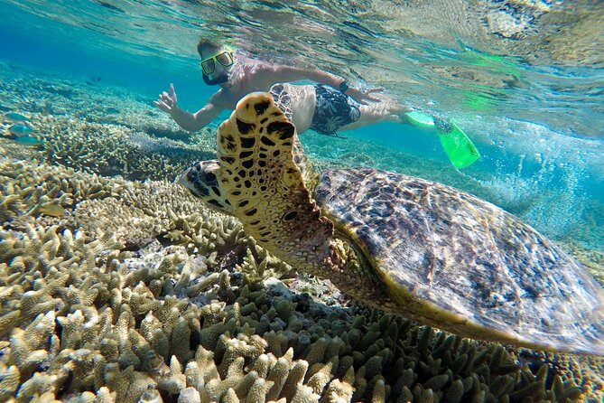 Day Tour to Lady Musgrave Island - Weather Considerations