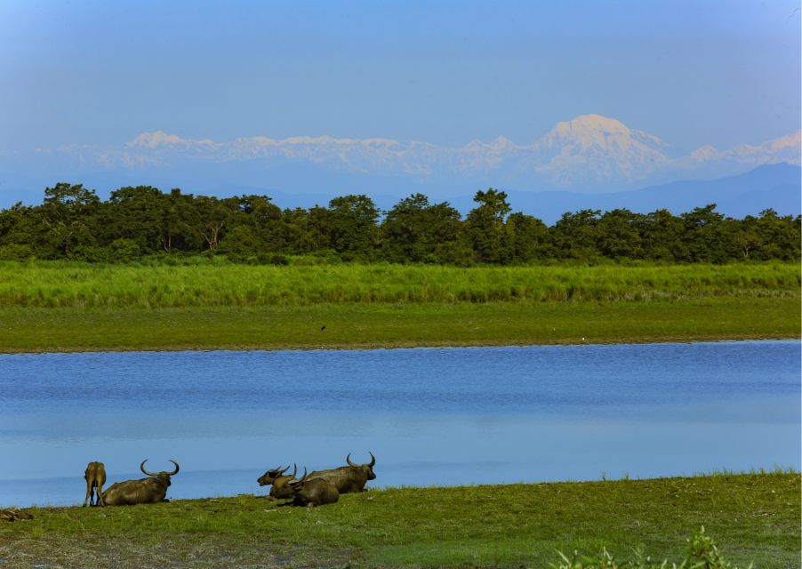 Day Trip to Kaziranga National Park (Tour From Guwahati) - Location and Identification