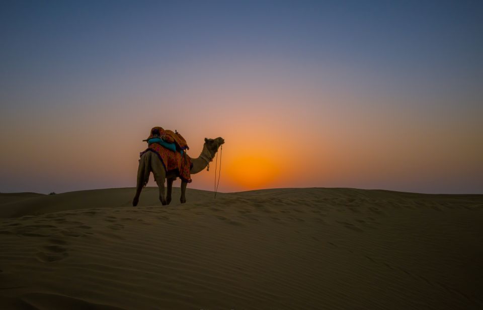 Dazzling Half Day Camel Safari Tour With Sunset - Preparing for the Safari