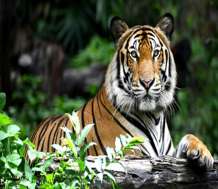 Delhi: Ranthambore National Park 3-Day Trip W/ Tiger Safari - Directions