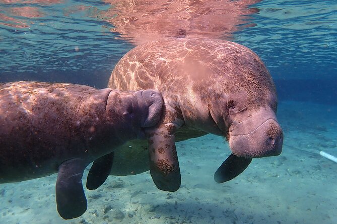 Deluxe Manatee Swim Tour - Reservation and Cancellation