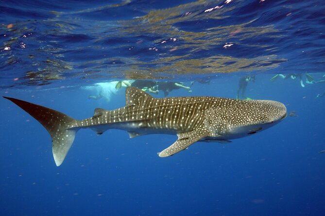 Deluxe Mega Fauna Humpback or Whaleshark Swim Ningaloo Reef - Flexible Cancellation Policy Details