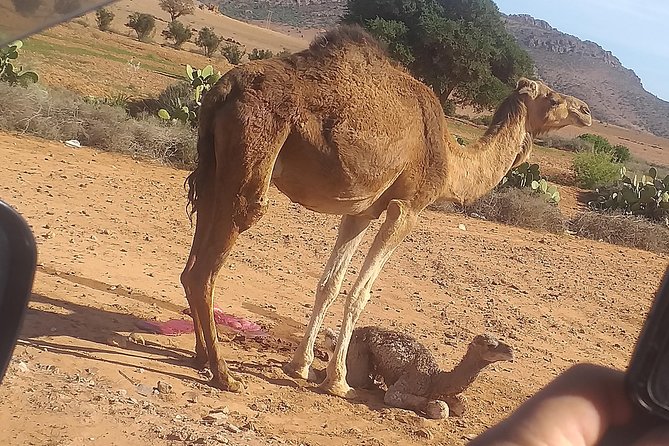 Desert and Wild Beach Day Trip With Meal - Safety Guidelines