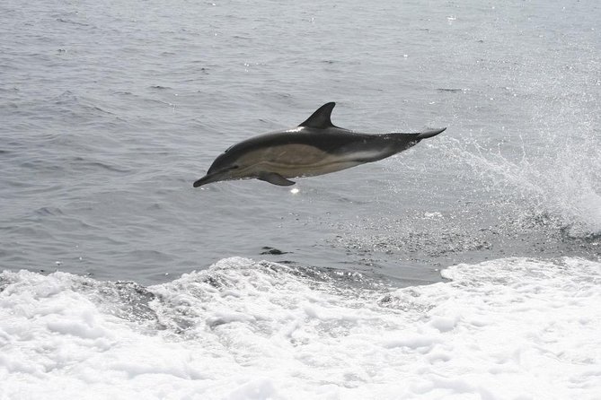 Dingle Boat Tours Wildlife RIB Adventure - Pricing Details