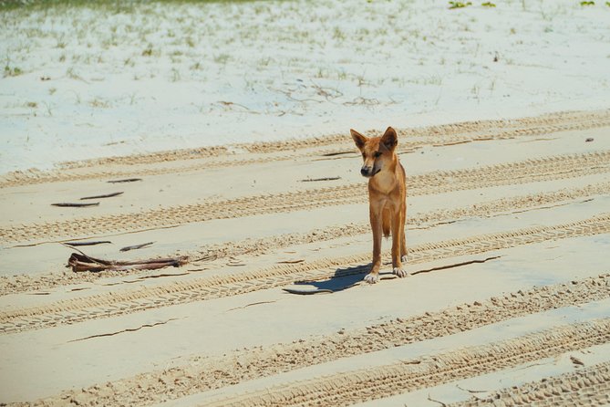 Dingos 3 Day KGari (Fraser Island) 4WD Tag-Along Tour - Reviews