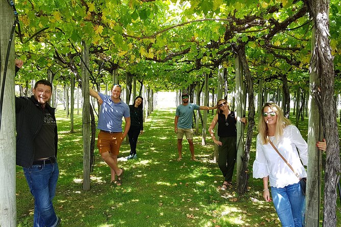 Discover Marlborough Wine - Afternoon Marlborough Wine Tour - Experience Highlights