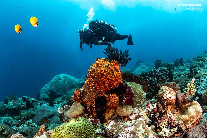 Discover Scuba Diving in Pemuteran - Diving Initiation in Bali (Menjangan Park) - Confirmation and Health Considerations