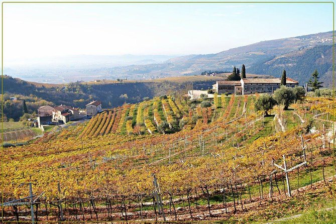 Discover Valpolicella Vineyards and Wine Tasting Experience - Reviews and Memorable Experiences