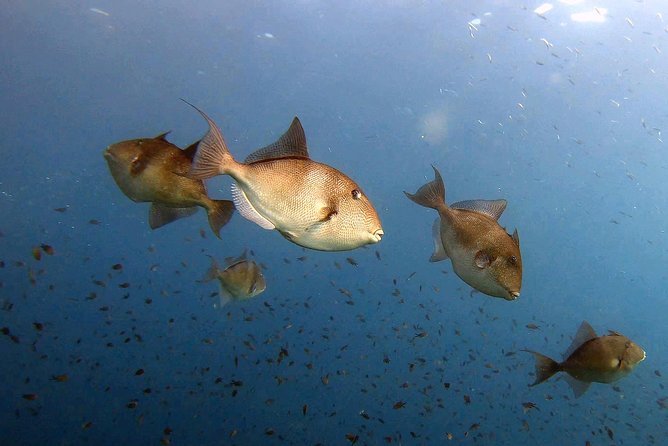 Diving Baptism in the Marine Reserve of Cabo Tiñoso - Dive Site Directions and Location