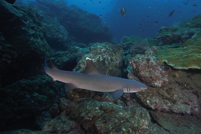 Diving Tour in Isla Del Caño for Certified Divers - Customer Feedback