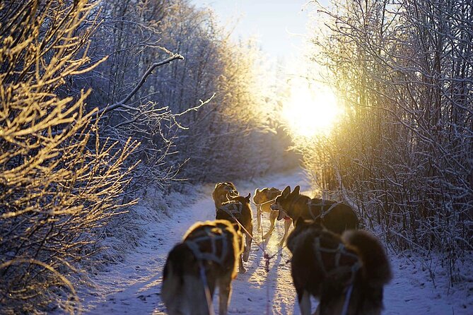 Dog Sled Tour and Puppy Cuddles - Additional Inclusions and Information
