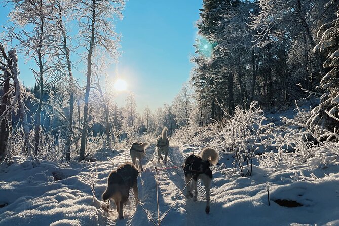 Dog Sledding With Greenland Dogs - Enjoying the Adventure