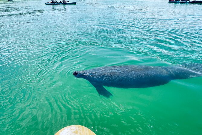 Dolphin and Manatee Adventure Tour of Fort Myers - Booking Information