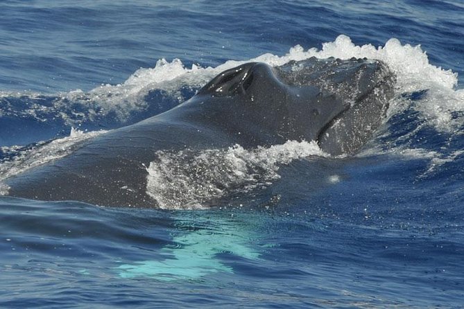 Dolphin and Whale Safari in Gran Canaria - Environmental Awareness and Service Details