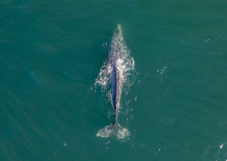 Dolphin and Whale Watching in Negombo - Safety Concerns