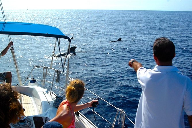 Dolphin and Whales Watching Cruise From Puerto Rico De Gran Canaria - Traveler Reviews