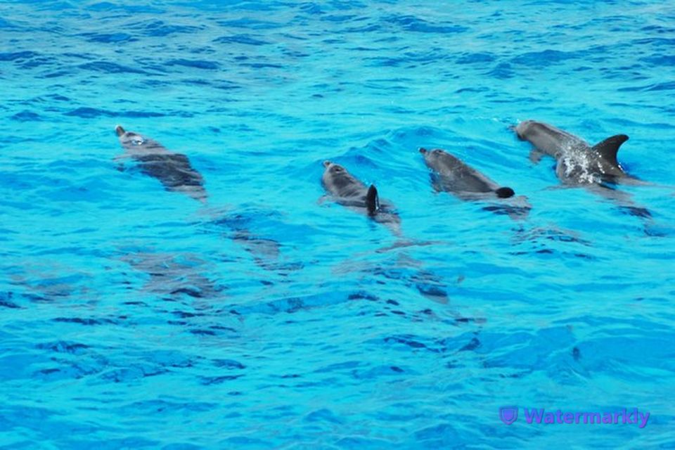 Dolphin House Snorkeling Trip - Unforgettable Experiences to Expect