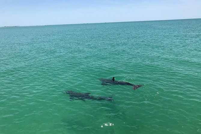 Dolphin Shelling Snorkeling Cruise in Tampa - Feedback and Reviews