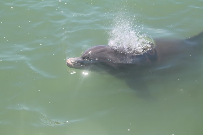 Dolphin Tour on a Private Boat - Experience Highlights