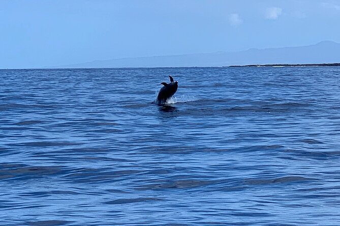 Dolphin Watch & Snorkel Captain Cook Monument Big Island Kailua-Kona Hawaii - Happy Customers Testimonials