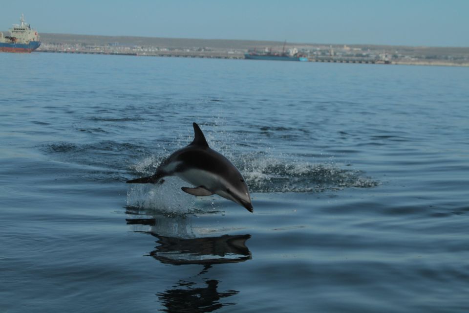 Dolphin Watching and Boat Trip in Puerto Madryn - Puerto Madryn Tour Description