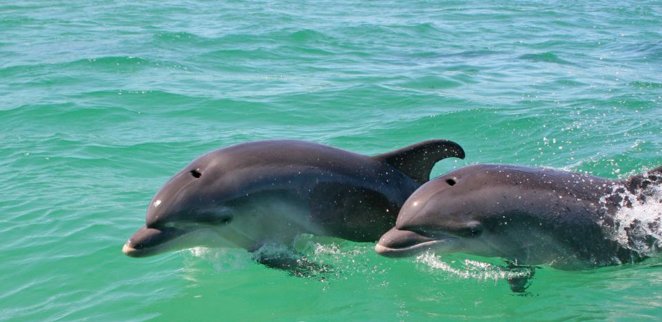 Dolphin Watching in the Wild - Half Day Private Tour - Highlights