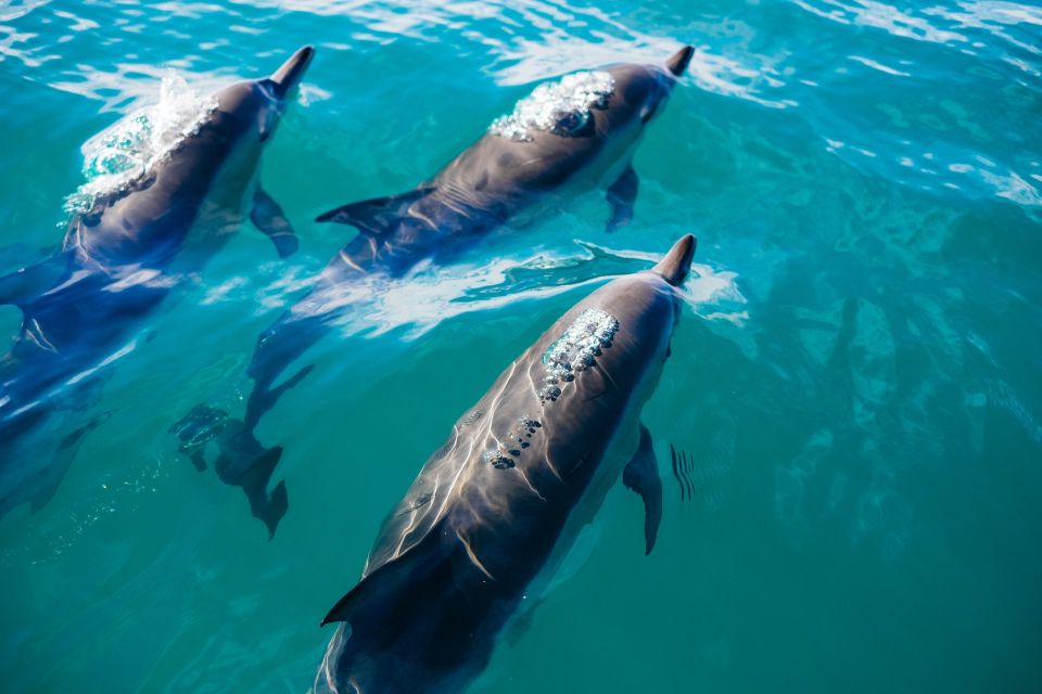 Dolphin Watching in Trincomalee - Overview of the Tour Experience