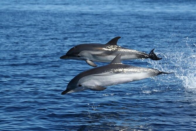 Dolphin Watching Tour With Snorkeling From Olbia - Logistics Information