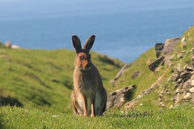 Dolphin & Whale Watching (4hrs) Blasket Island Landing (3hrs) - Blasket Island Landing Details