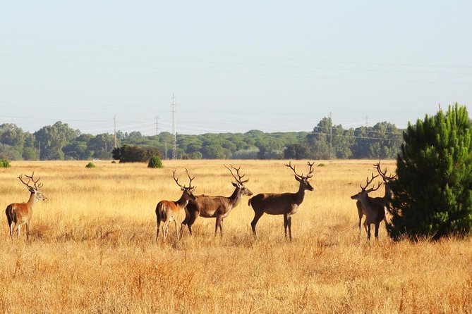 Donana National Park: Guided Day Tour From Seville - Cancellation Policy