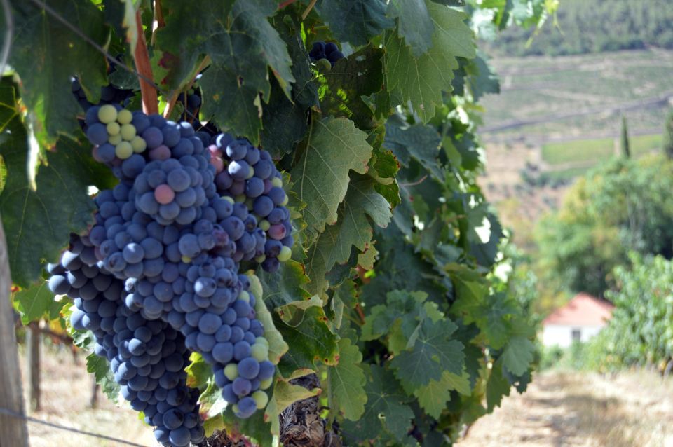 Douro Valley Private Tour From Braga: Lunch & Wine Tour - Exploring the Douro Valley Gem
