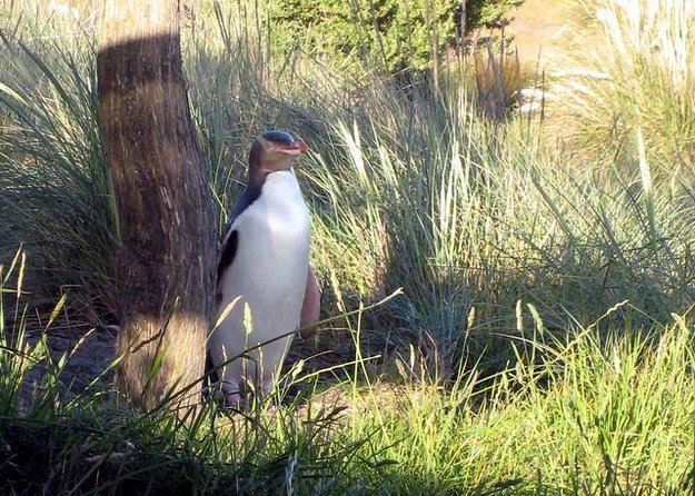 Dunedin City Highlights, Otago Peninsula Scenery & a Guided Penguin Reserve Tour - Penguin Reserve Tour Details