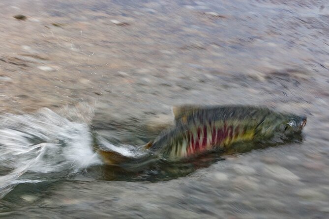 Eagle Preserve Float Trip in Haines - Additional Info