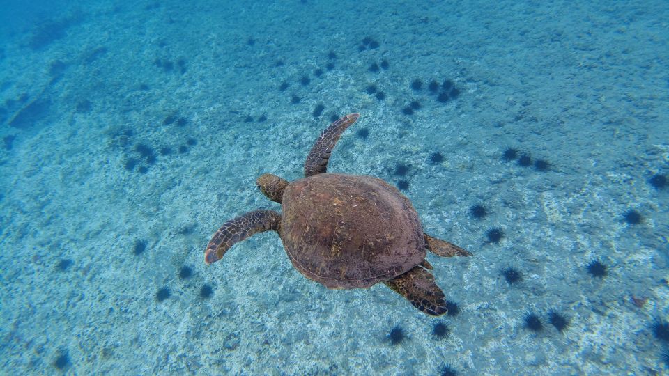 Easter Island: Snorqueling Tour on Coral Reefs - Customer Reviews