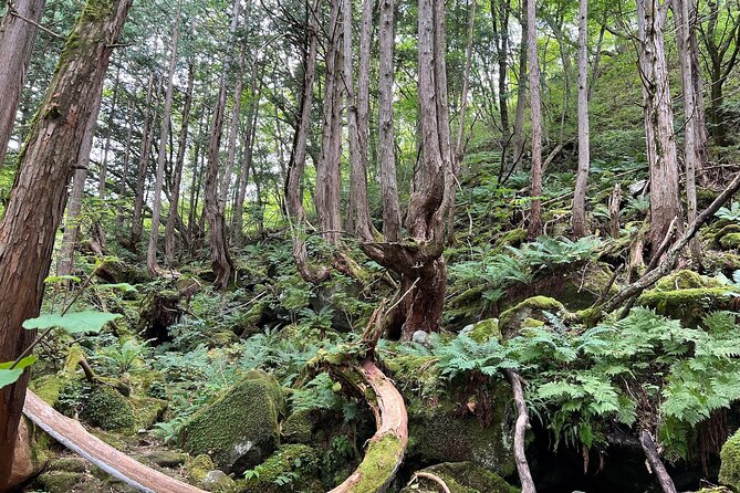 Ebike Tour in Lake Shirakaba and Tateshina Highland Japan - Local Cuisine and Dining Options