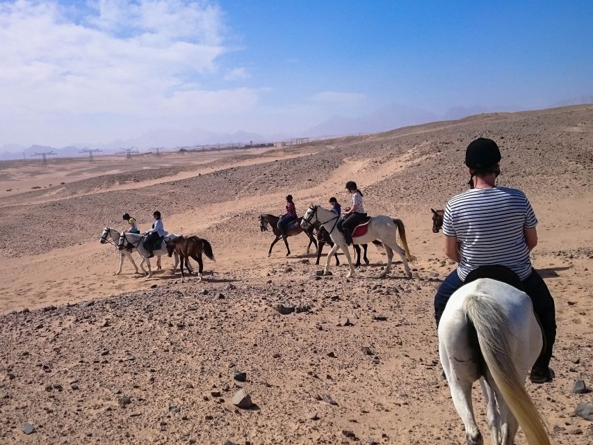 El Gouna: Desert & Sea Horse Riding With Swimming Optional - Location Details in El Gouna