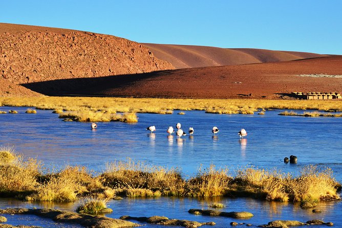 El Tatio Geysers Tour From San Pedro De Atacama - Customer Reviews and Testimonials