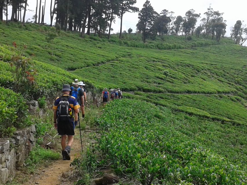 Ella: Trekking Through Sri Lankan Tea Plantation & Picnic - Participant Selection