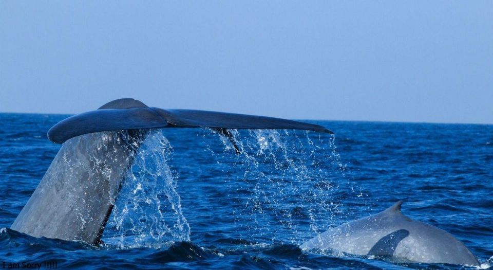 Set out on a Majestic Ocean Odyssey: Whale & Dolphin Magic - Pickup Services Included