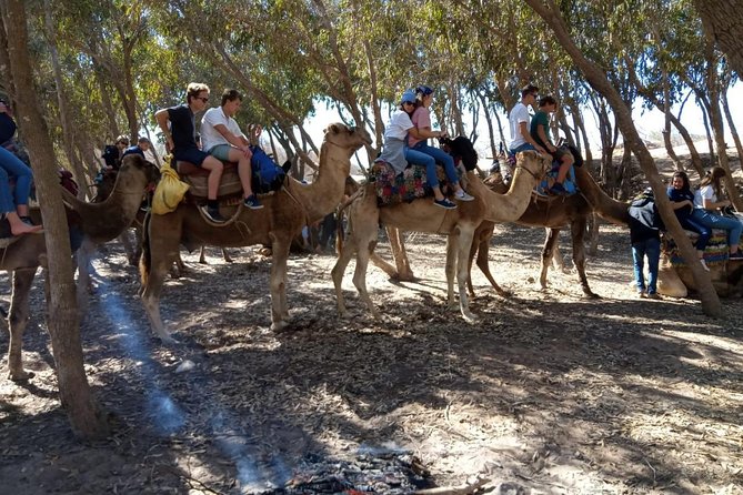 Essaouira Dromedary Camel or Horse Ride - Pricing Information