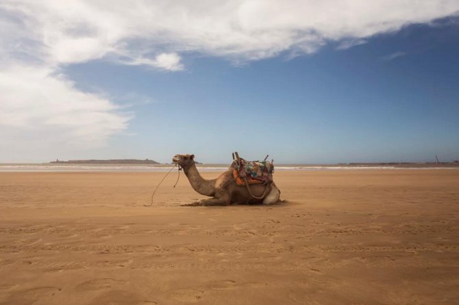 Essaouira Full Day Trip - Local Cuisine and Dining Options