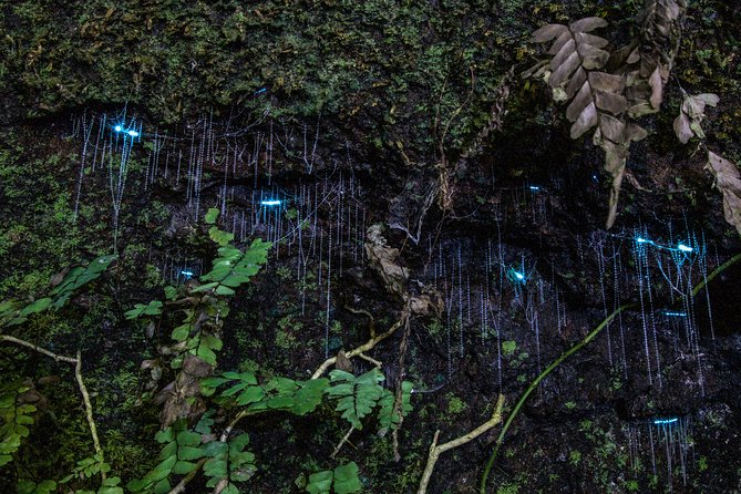 Evening Rainforest & Glow Worm Experience - Small Group Tour - Tour Guides and Customer Feedback