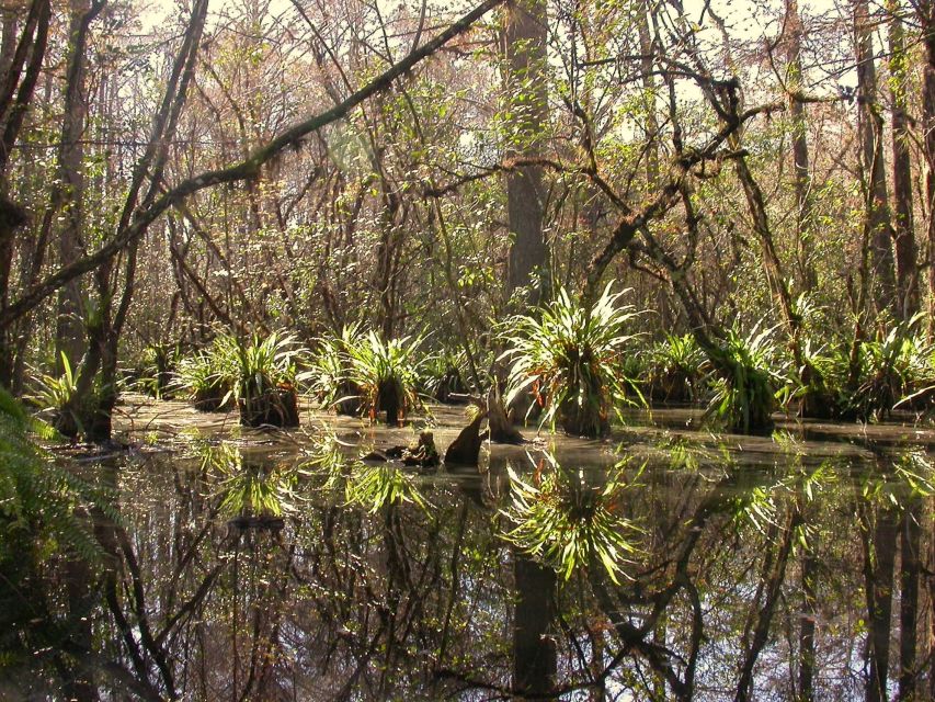 Everglades Day Safari From Fort Lauderdale - Highlights of the Day