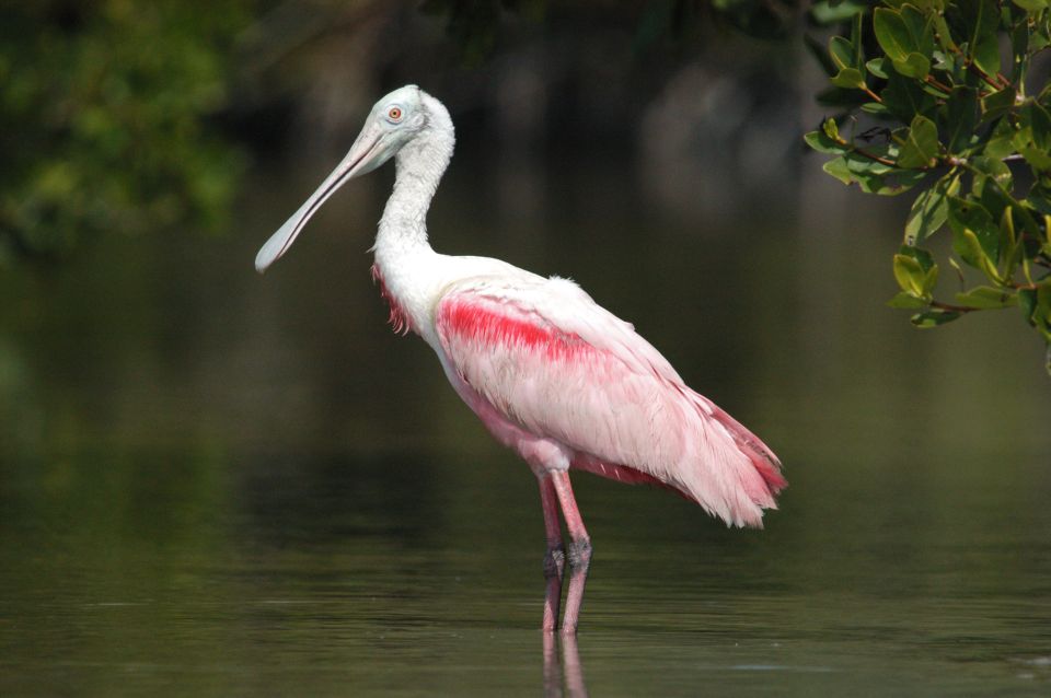 Everglades National Park 3-Hour Kayak Eco Tour - Common questions
