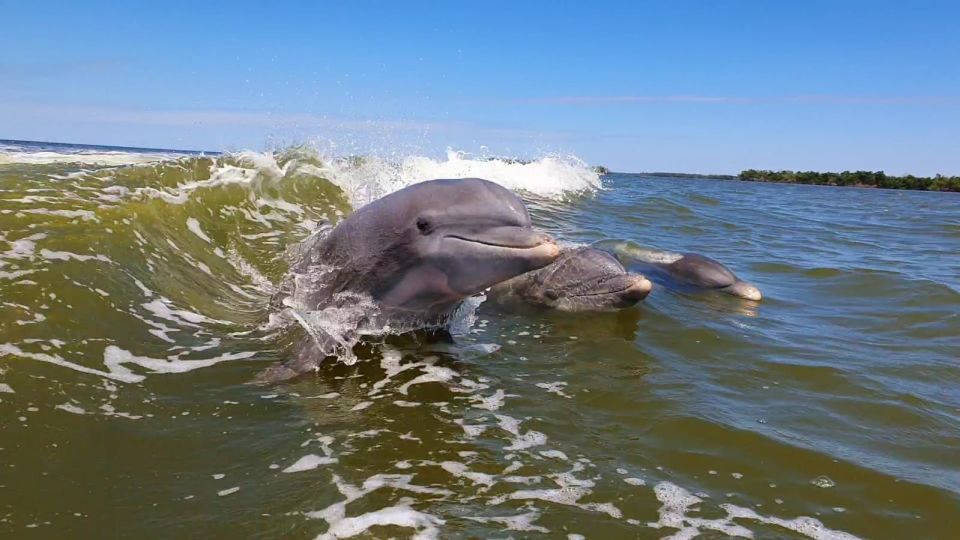 Everglades National Park: Motorboat Eco Tour - Customer Reviews