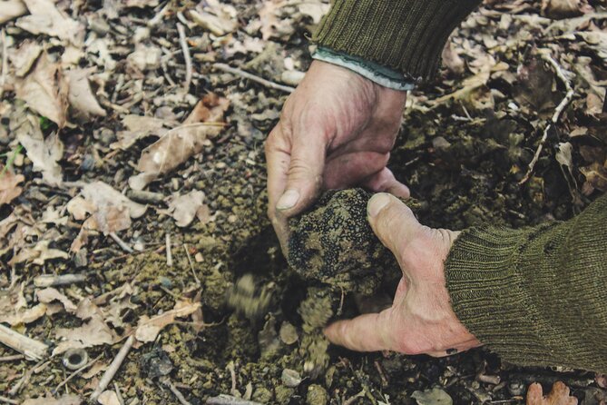 Experience Tuscan Truffle Hunting With Wine and Lunch - Enjoy Traditional Tuscan Lunch